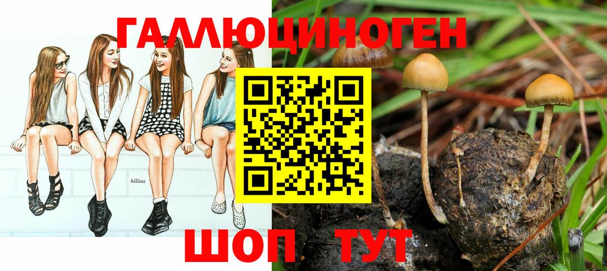Псилоцибиновые грибы MAGIC MUSHROOMS  Вход с VPN  где купить наркотик  Каменск-Шахтинский  Галлюциногенные грибы Psilocybe 